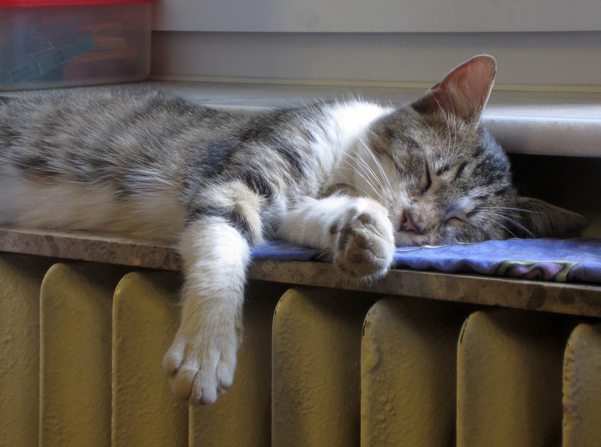 Sleeping in the Heat